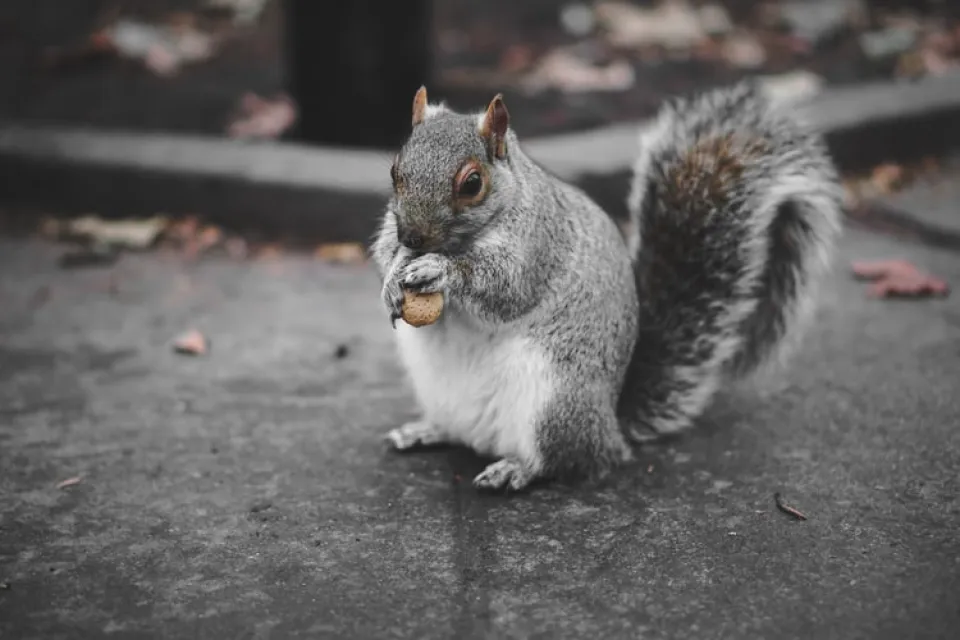 Squirrel